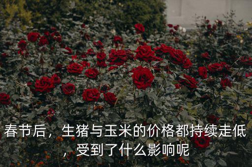 春節(jié)后，生豬與玉米的價(jià)格都持續(xù)走低，受到了什么影響呢