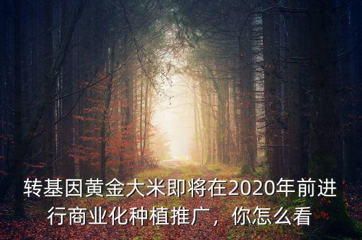 轉基因黃金大米即將在2020年前進行商業(yè)化種植推廣，你怎么看