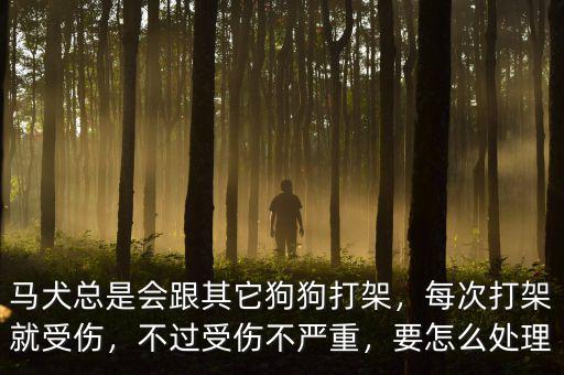 馬犬總是會跟其它狗狗打架，每次打架就受傷，不過受傷不嚴重，要怎么處理