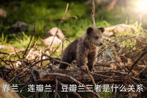 春蘭，蓮瓣蘭，豆瓣蘭三者是什么關(guān)系