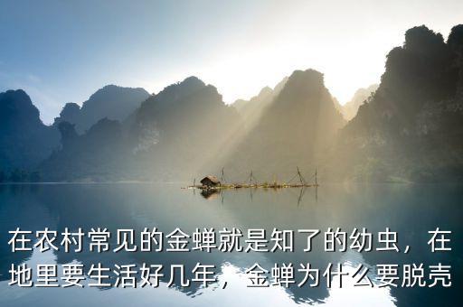 在農(nóng)村常見的金蟬就是知了的幼蟲，在地里要生活好幾年，金蟬為什么要脫殼