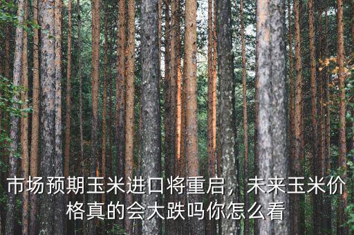 市場預(yù)期玉米進(jìn)口將重啟，未來玉米價(jià)格真的會(huì)大跌嗎你怎么看