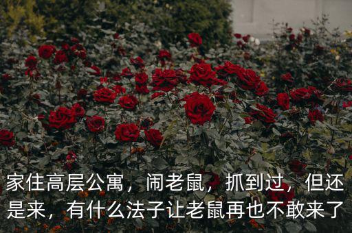 家住高層公寓，鬧老鼠，抓到過，但還是來，有什么法子讓老鼠再也不敢來了