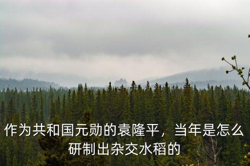 作為共和國元?jiǎng)椎脑∑?，?dāng)年是怎么研制出雜交水稻的