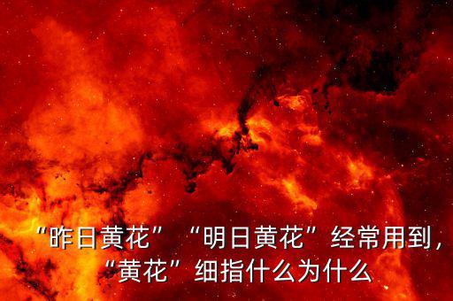 “昨日黃花”“明日黃花”經(jīng)常用到，“黃花”細(xì)指什么為什么
