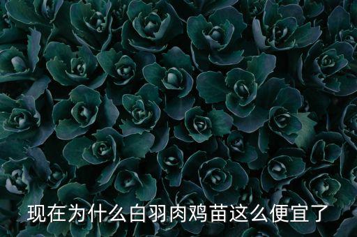 現(xiàn)在為什么白羽肉雞苗這么便宜了
