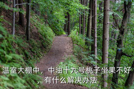 溫室大棚中，中油十九號桃子坐果不好，有什么解決辦法