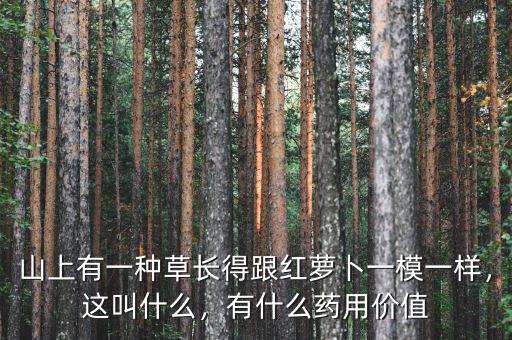 山上有一種草長(zhǎng)得跟紅蘿卜一模一樣，這叫什么，有什么藥用價(jià)值