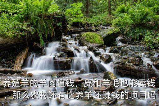 養(yǎng)殖羊的羊肉值錢，皮和羊毛也能賣錢，那么農(nóng)村還有比養(yǎng)羊還賺錢的項目嗎