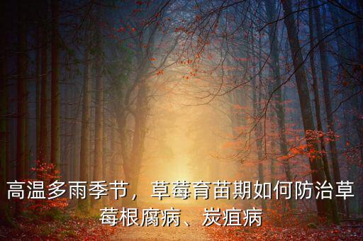 高溫多雨季節(jié)，草莓育苗期如何防治草莓根腐病、炭疽病