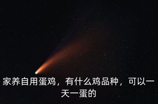家養(yǎng)自用蛋雞，有什么雞品種，可以一天一蛋的