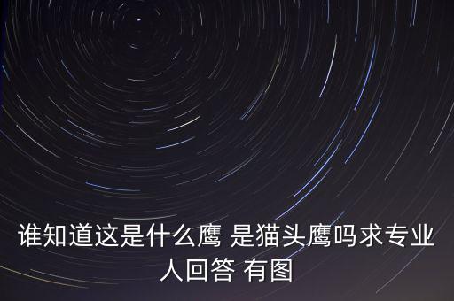 頭長(zhǎng)的像鷹是什么鴿子，有那種飛禽類似鷹但又比鷹小專捕食鴿子