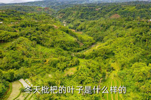 高位死叉是什么樣子的，起搏器是什么樣子的