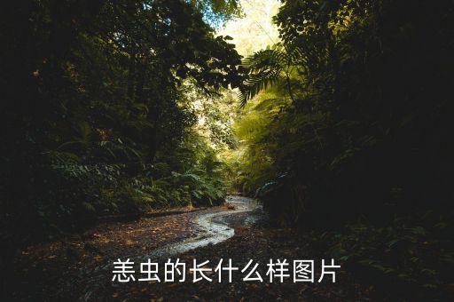 貂魚長什么樣有圖片，做衣服的貂長什么樣子