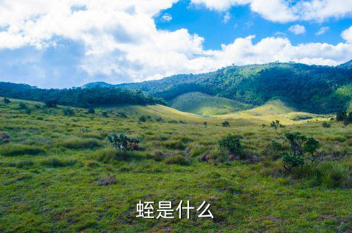 掌錢是什么，蛭是什么