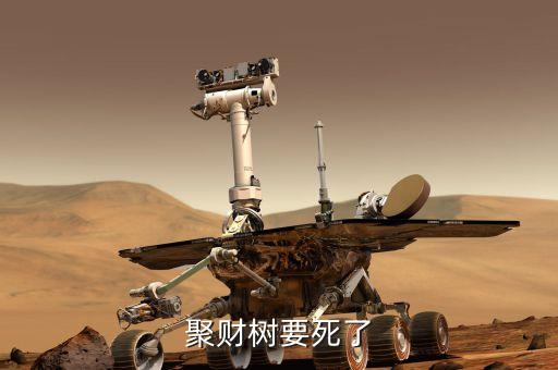 聚才樹(shù)能用什么肥，聚財(cái)樹(shù)要死了