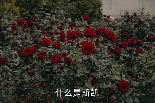 海洋核動(dòng)力平臺(tái)是什么，什么是斯凱