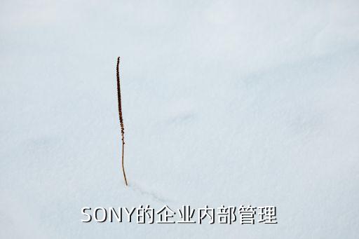 索尼中國戰(zhàn)略部,索尼的STP戰(zhàn)略分析