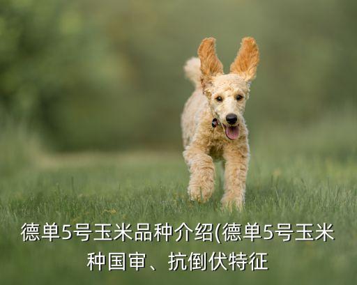 德單5號玉米品種介紹(德單5號玉米種國審、抗倒伏特征