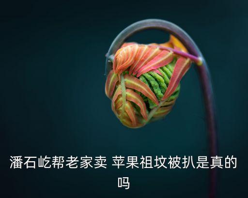 潘石屹幫老家賣(mài) 蘋(píng)果祖墳被扒是真的嗎