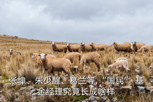 張坤、朱少醒、葛蘭等,“國民” 基金經(jīng)理究竟長成啥樣