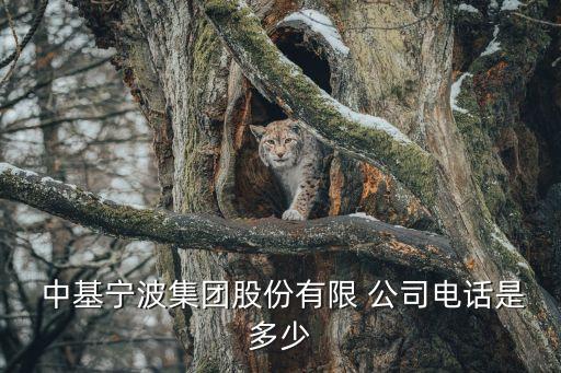 中基寧波集團股份有限 公司電話是多少